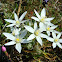 Ornithogalum
