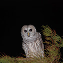 Barred Owl