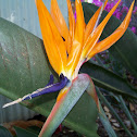 Bird of Paradise