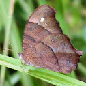 Evening Brown Butterflies
