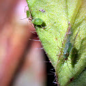 Aphid