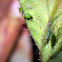 Aphid