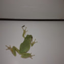 Gray treefrog