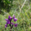 Orchis champagneuxii