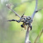 Jumping spider eating a wasp