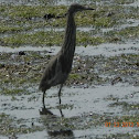 PONDHERON