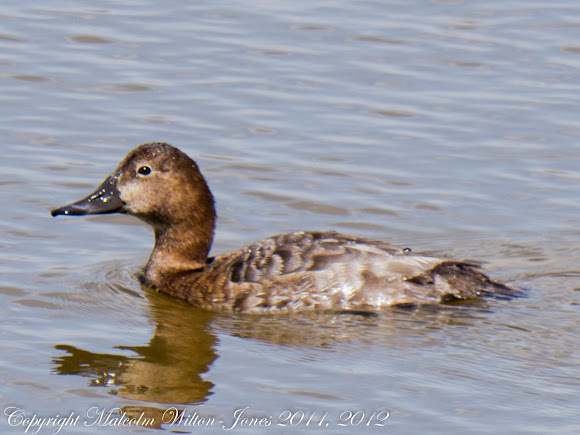 Spotting Image 1