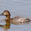 Pochard; Porrón Comón