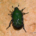 Rose chafer