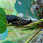 Grasshopper firetail