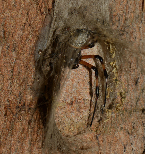 Hermit Spider (female) Project Noah