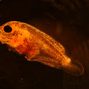 Rodabalo (gl), Rodaballo (es), Turbot (uk)