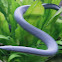 Cayenne Caecilian