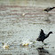 American Coots