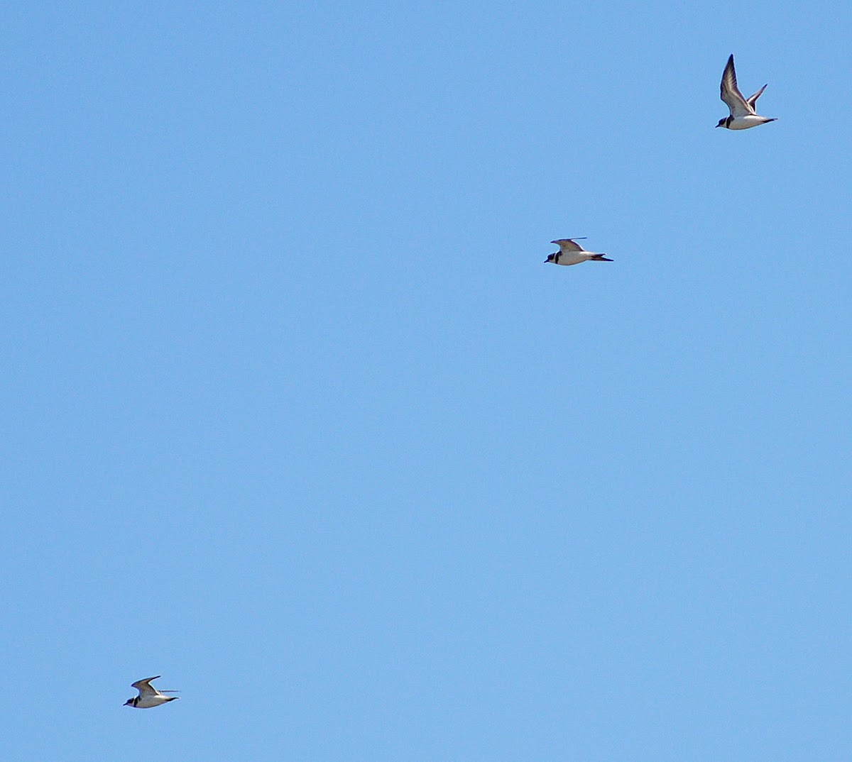 Northern Lapwing