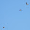 Northern Lapwing