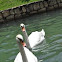 Mute Swan