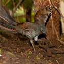 Lyrebird