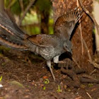 Lyrebird