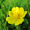 Sunrose/Velecvetni popon