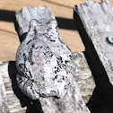 Grey tree frog