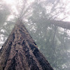 Awesome Redwood