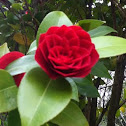 Camelia
