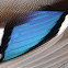 Mallard speculum