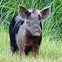 Feral Pig