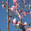 peach tree
