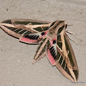 Banded Sphinx Moth