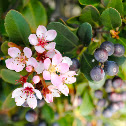 Pink lady Hawthorne