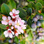 Pink lady Hawthorne