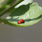 Asian ladybird