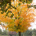 Maple tree