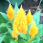 Celosia