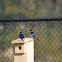 Tree Swallows
