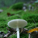 What Mushroom?