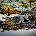Crocodile
