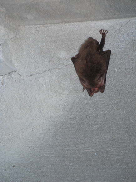Spotting Image 1