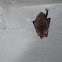 Rafinesque's Big-eared Bat