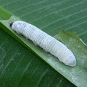 banana skipper caterpillar