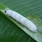 banana skipper caterpillar