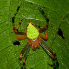 Orb-weaver Spider
