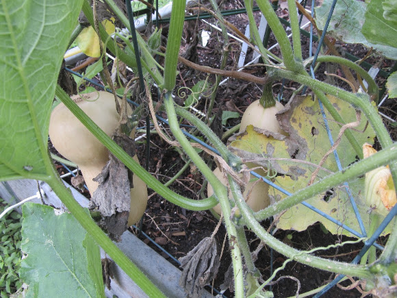 Spotting Image 1