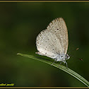 Andaman Lesser Grass Blue