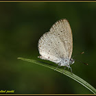 Andaman Lesser Grass Blue