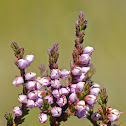 Wild heather