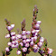 Wild heather