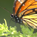 Viceroy Butterfly